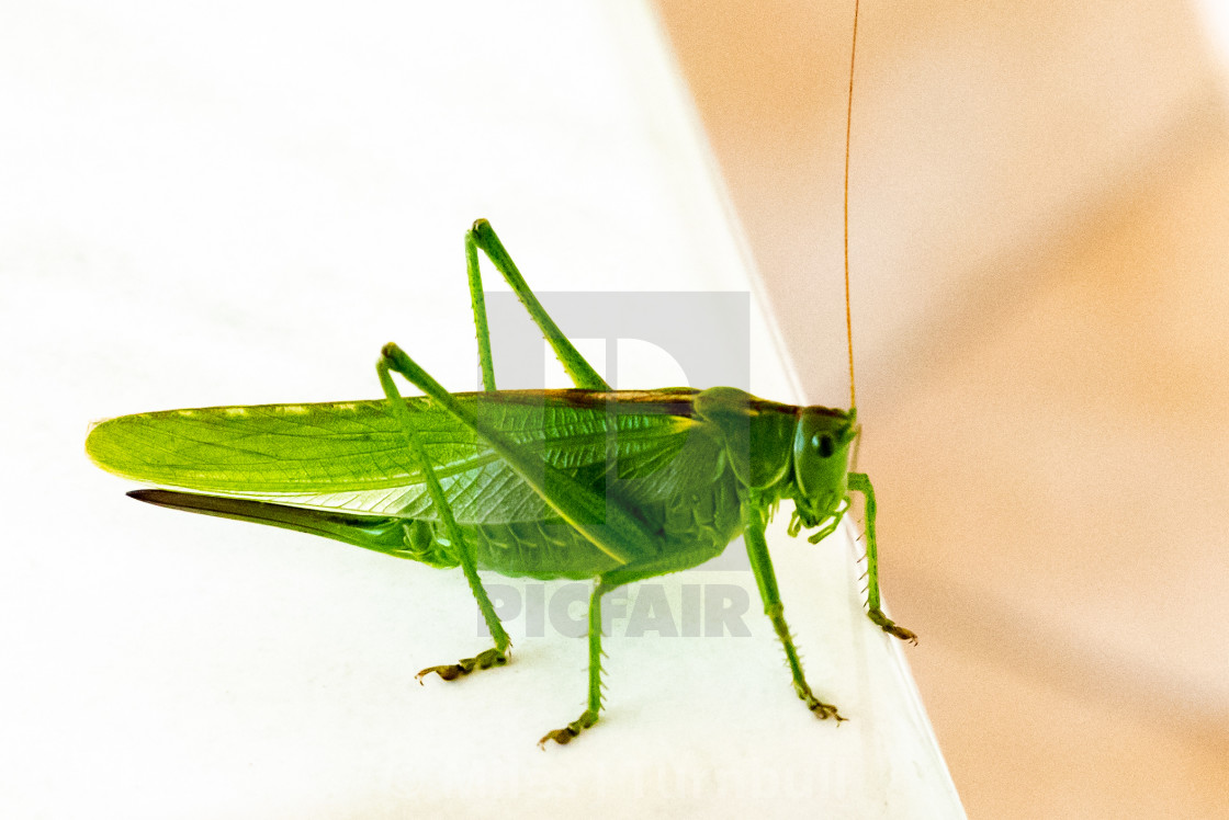 "Cricket on white table" stock image