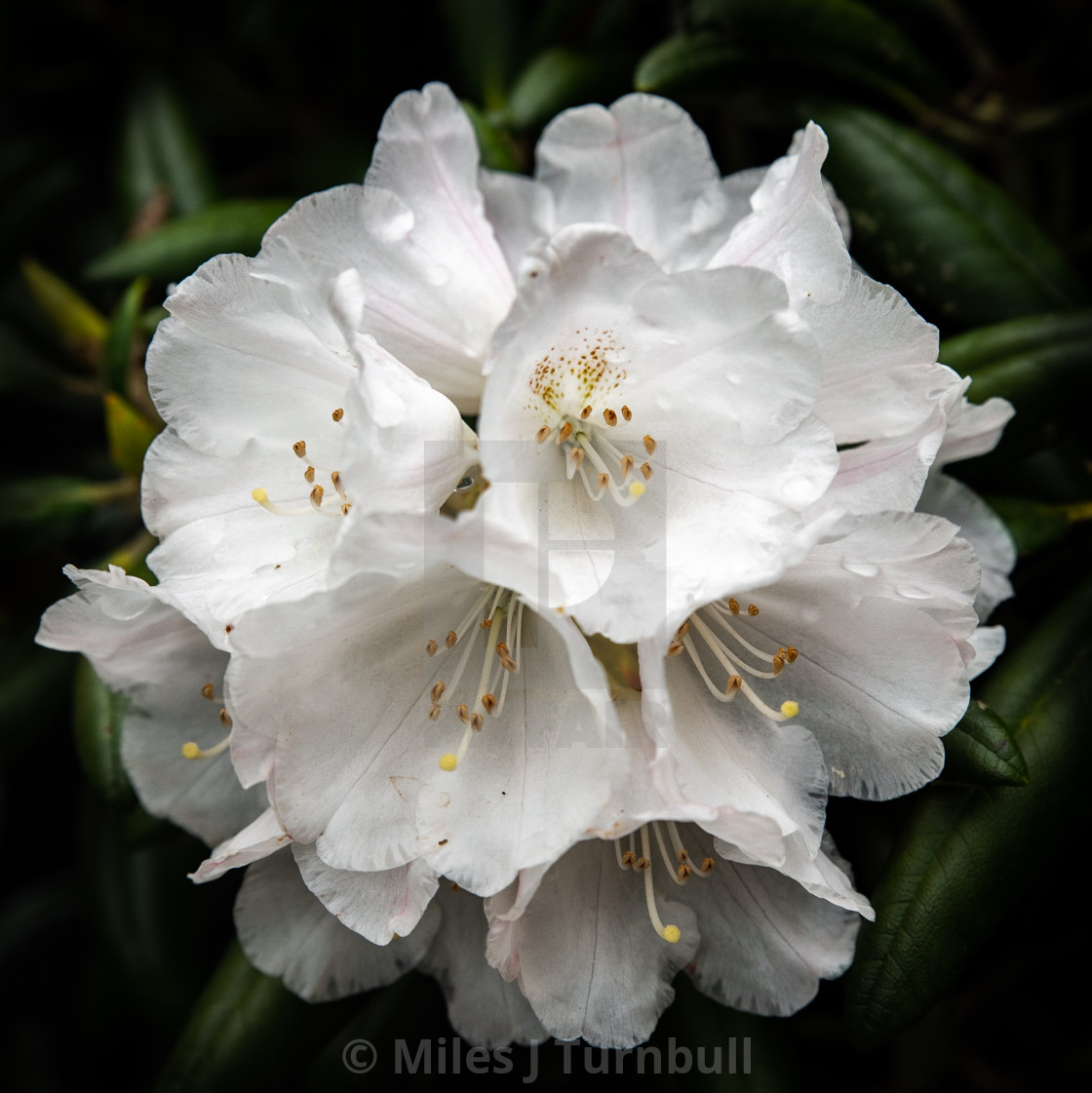 "White Rhododendron flower" stock image