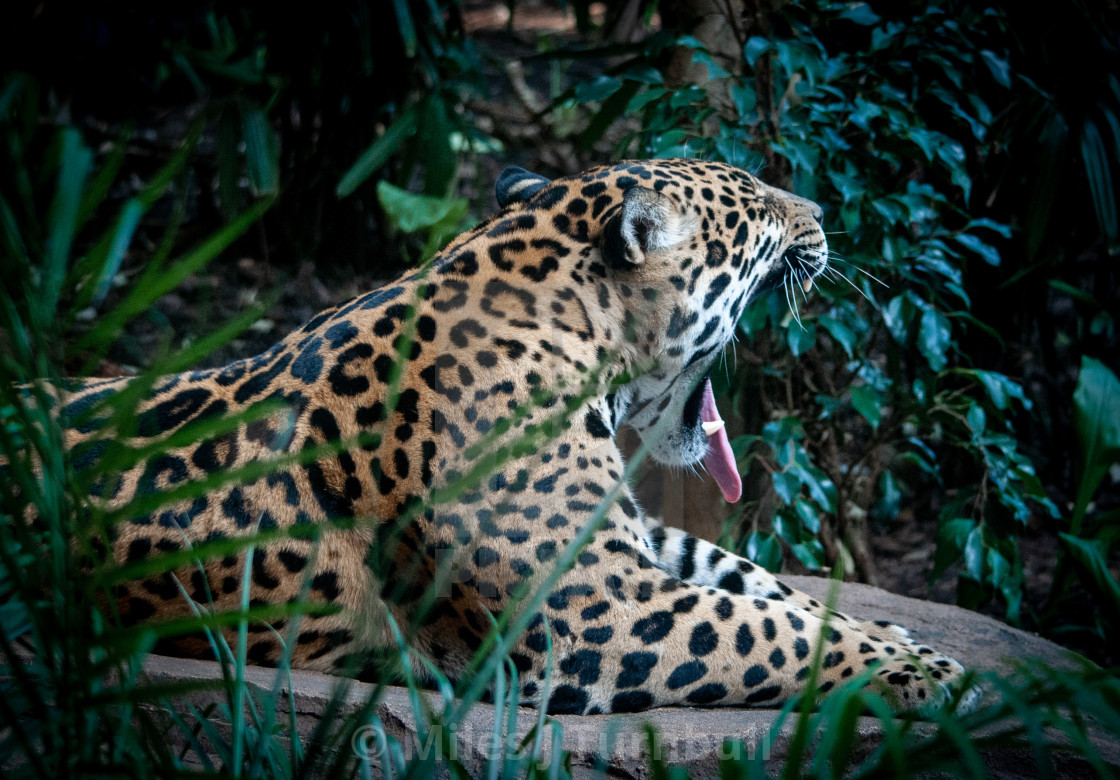 "Jaguar yawning" stock image