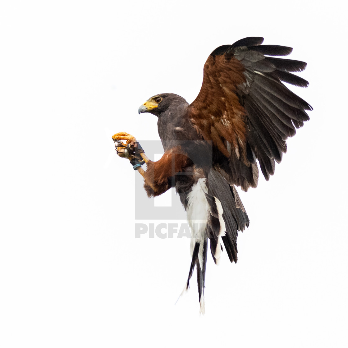 "Harris Hawk (Parabuteo unicinctus) catching small prey against white sky" stock image