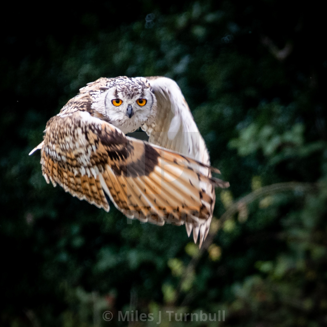 "Bengal Eagle Owl in flight, wings wrapped around like a cape" stock image