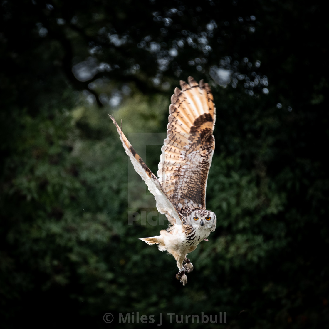 "Bengal Eagle Owl (Bubo bengalensis) in flight, wings up" stock image