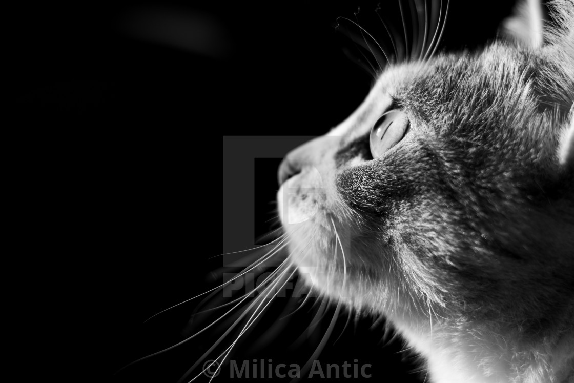 "Profile portrait of a cat 1" by Milica Antic - £12.40 "Profile portrait of a cat 1" stock image