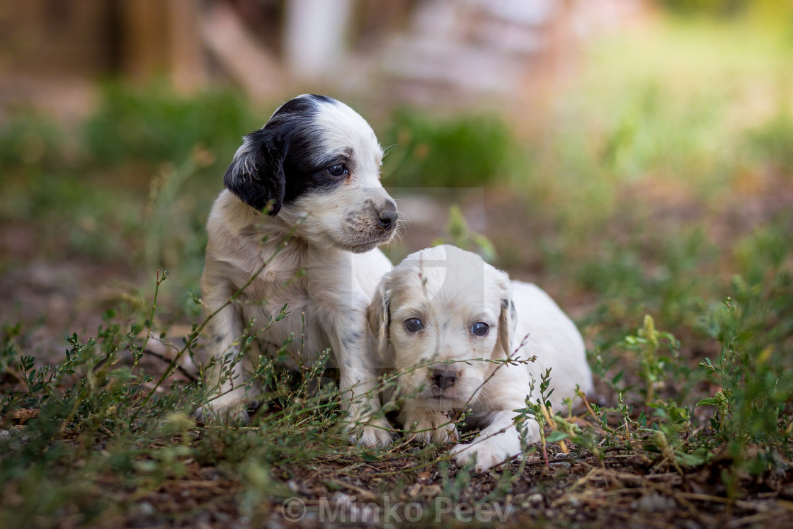 small english setter