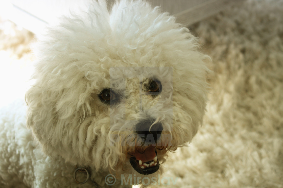large bichon frise