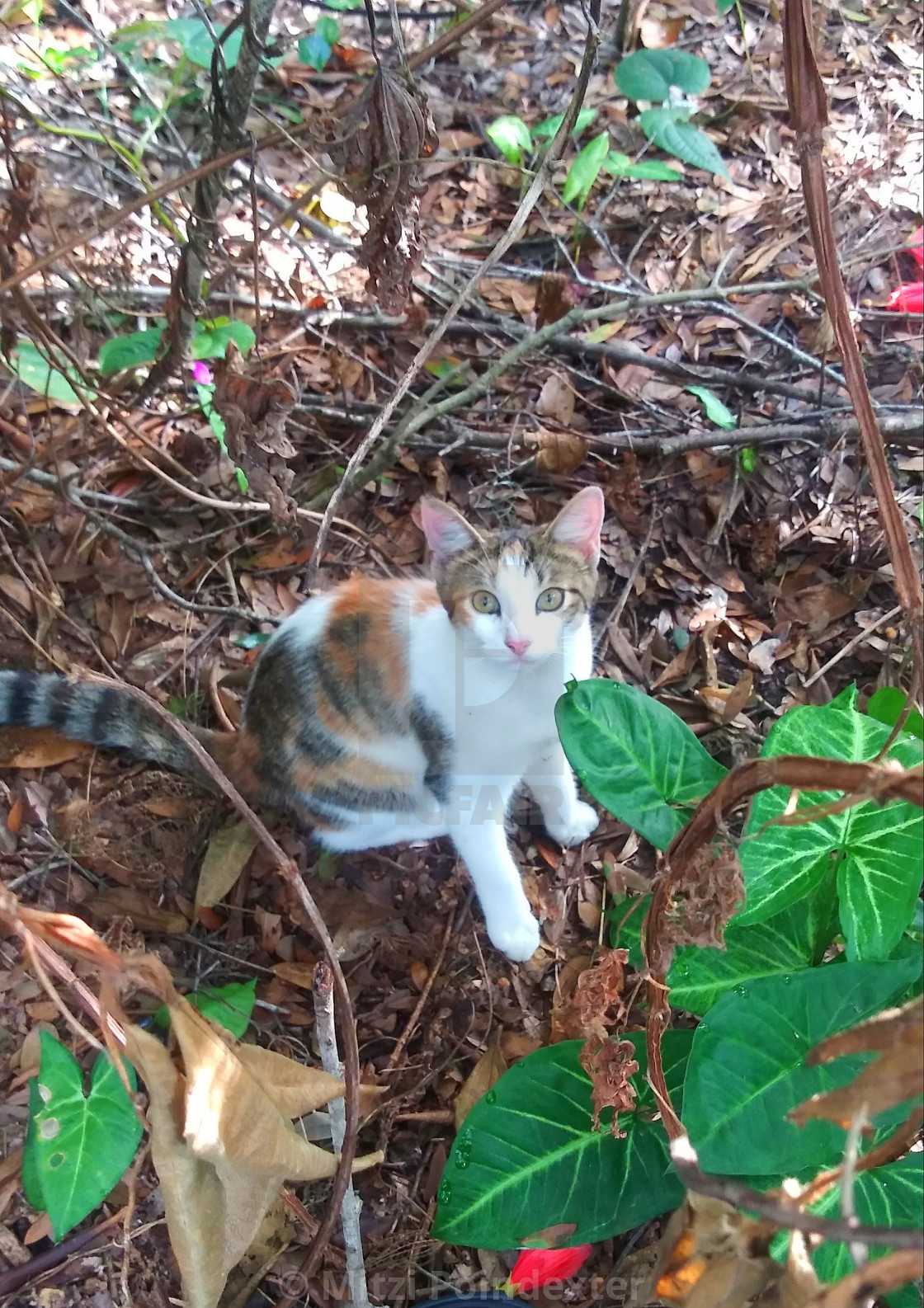 Calico Cat In Woods Usa License Download Or Print For 12 40