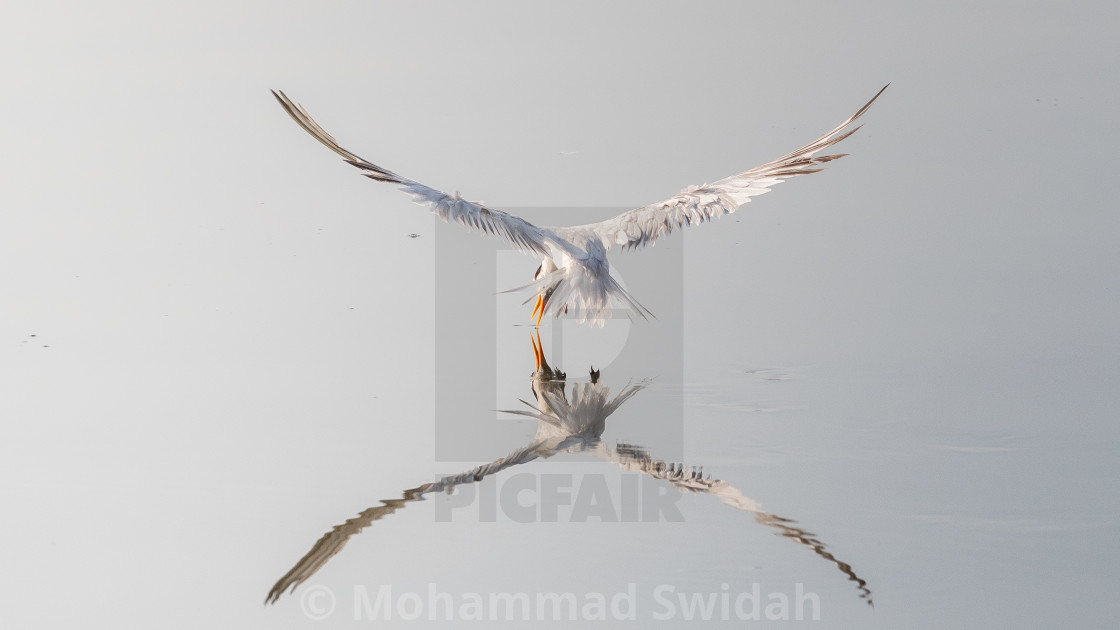 "Lesser Crested Tern In Action" stock image