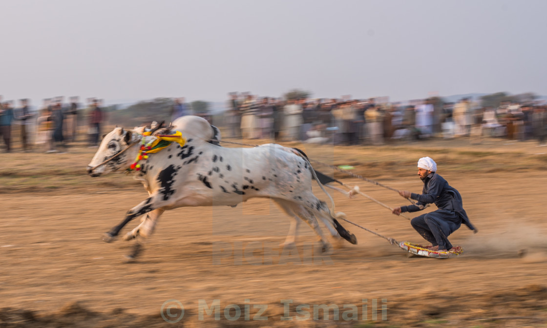 "Bull Cart Race Panning" stock image