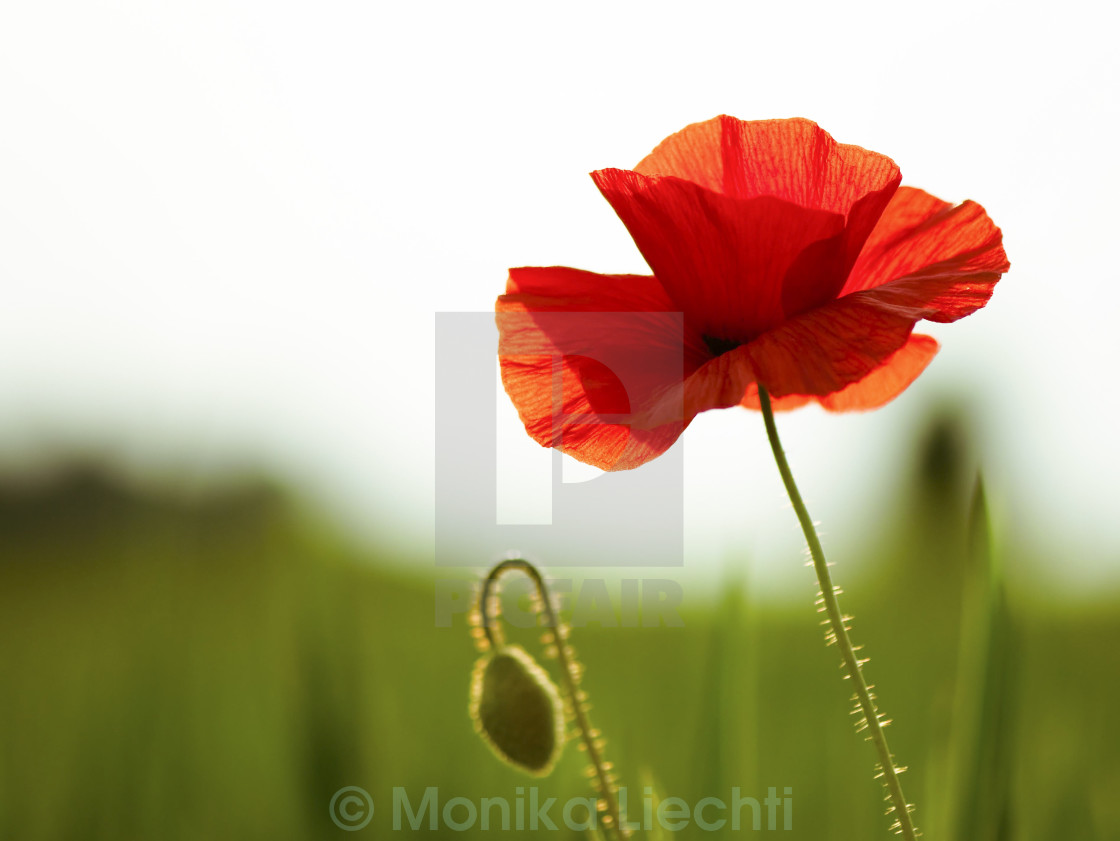 "Poppy Seed" stock image