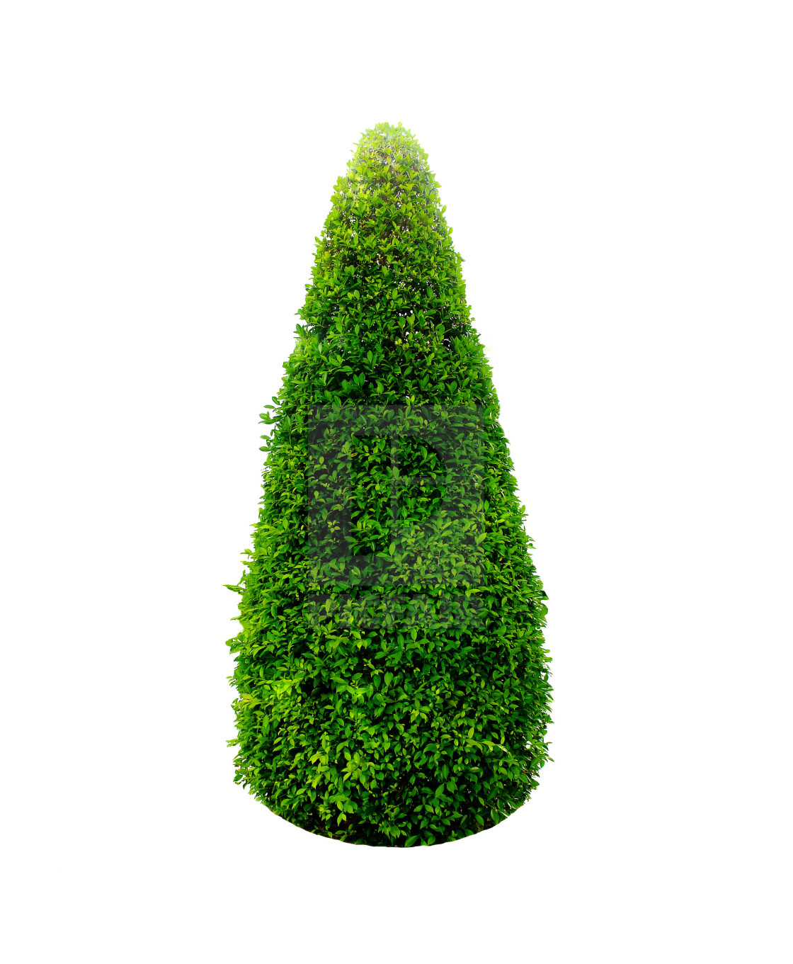 Bush or shrub isolated on white background with clipping ...
