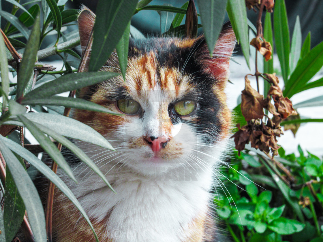 Cute Cat License Download Or Print For 10 87 Photos Picfair