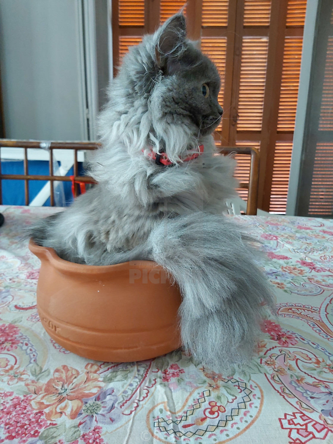 Cat In A Bowl License Download Or Print For 4 00 Photos