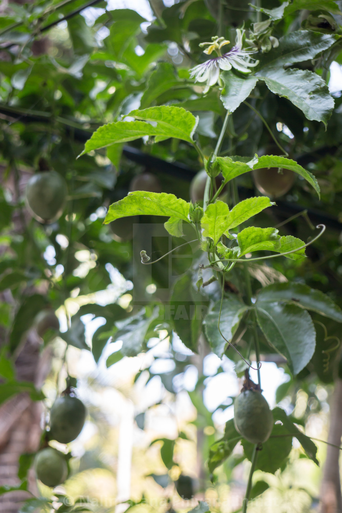 Get Wallpaper Passion Fruit Growing On The Vine License Download Or Print For For Android