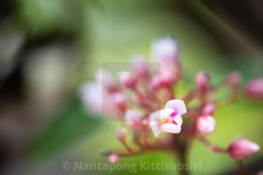 Star Apple Flower Fruit Blurred Background Narrow Depth Of
