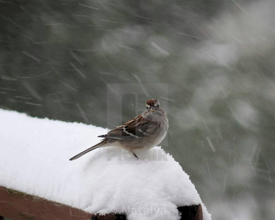 Is Winter Over Yet License Download Or Print For 32 00