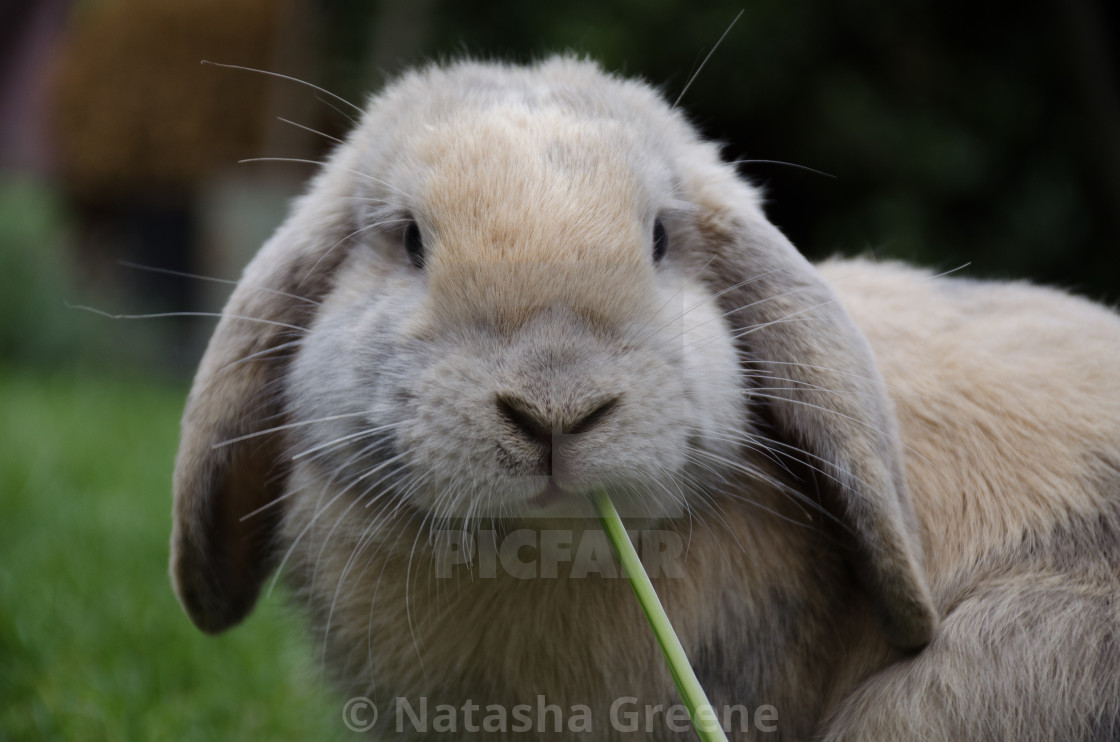rabbit gnawing