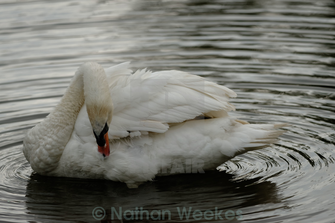 "A Mute Swan Preening" stock image