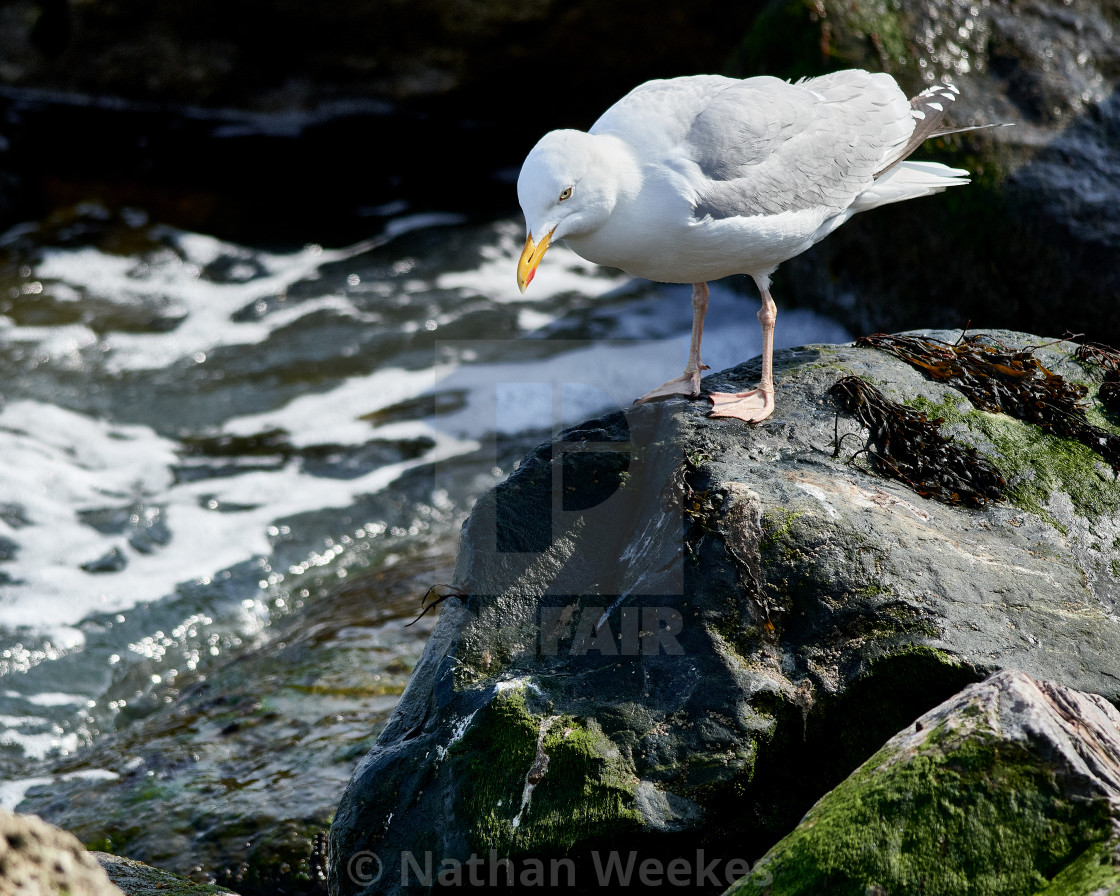 "Herring Gull" stock image