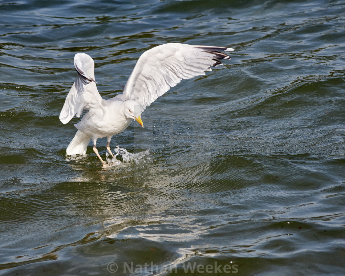 "A Seagull Bathing" stock image