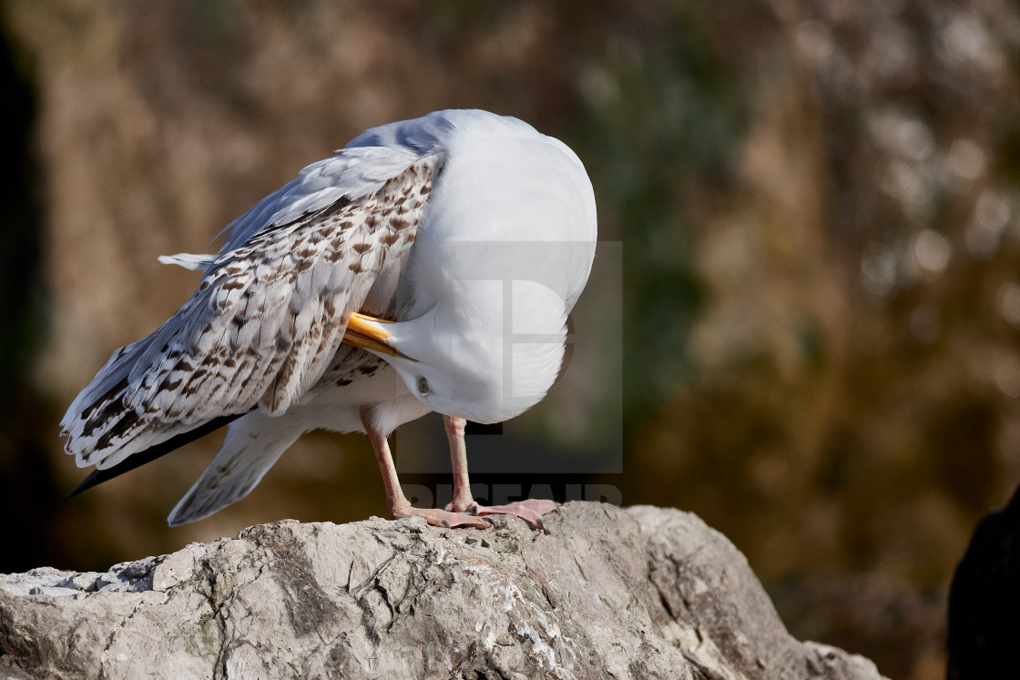 "Herring Gull Preening" stock image