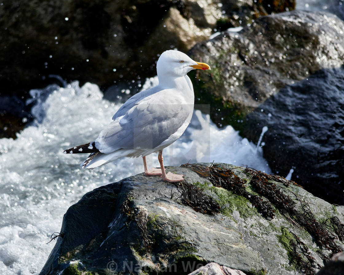 "Herring Gull" stock image