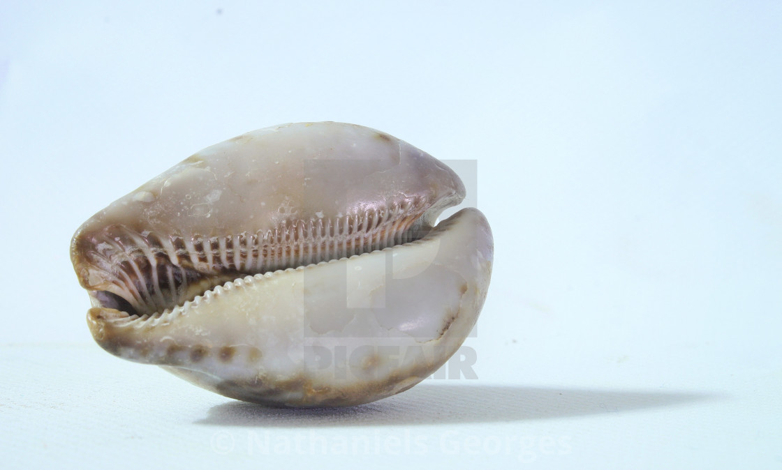 Cori Coquillage License Download Or Print For 12 40 Photos Picfair