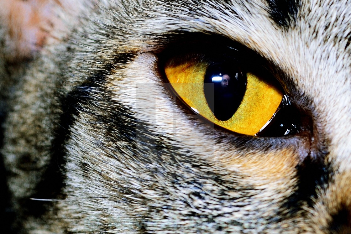 A Golden Cat S Eye Macro Photograph License Download Or Print For 33 48 Photos Picfair