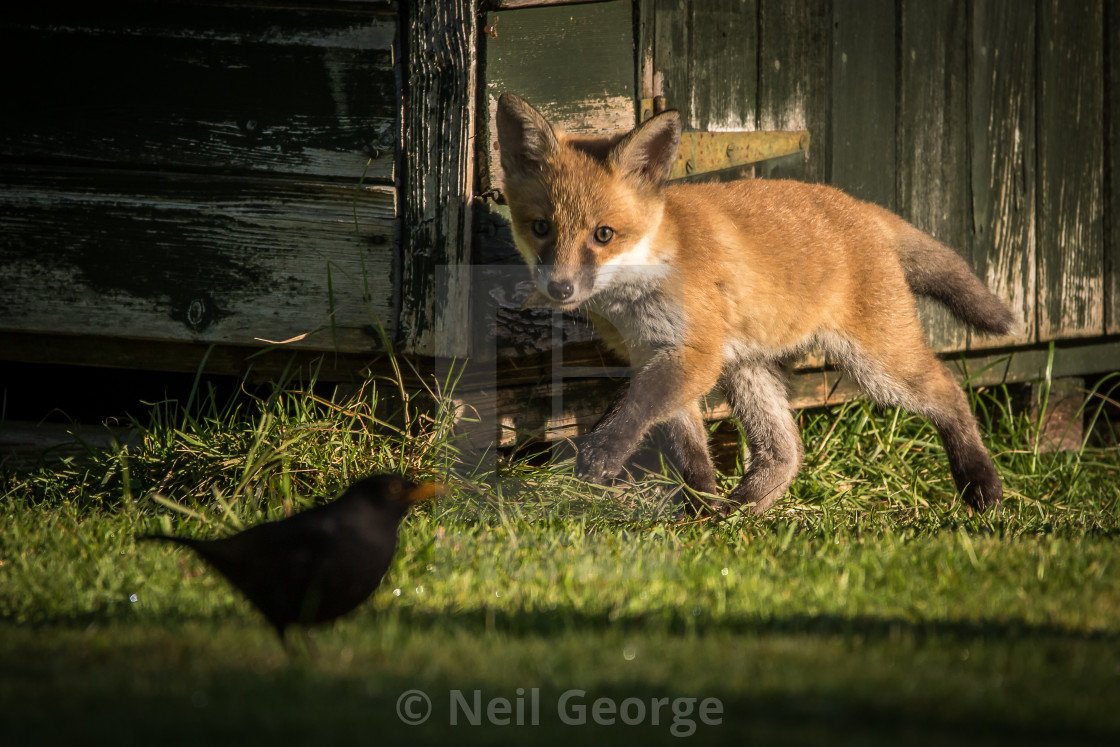 Fox Seeing Blackbird License Download Or Print For 15 00