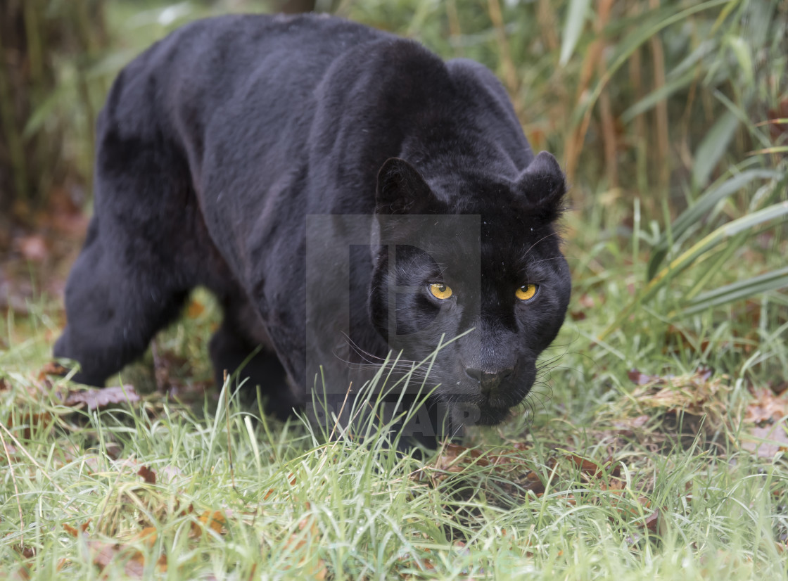 Black Jaguar License Download Or Print For 6 Photos Picfair