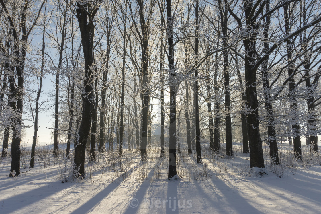 Trees Without Leaves In Snow Covered Ground License Download Or