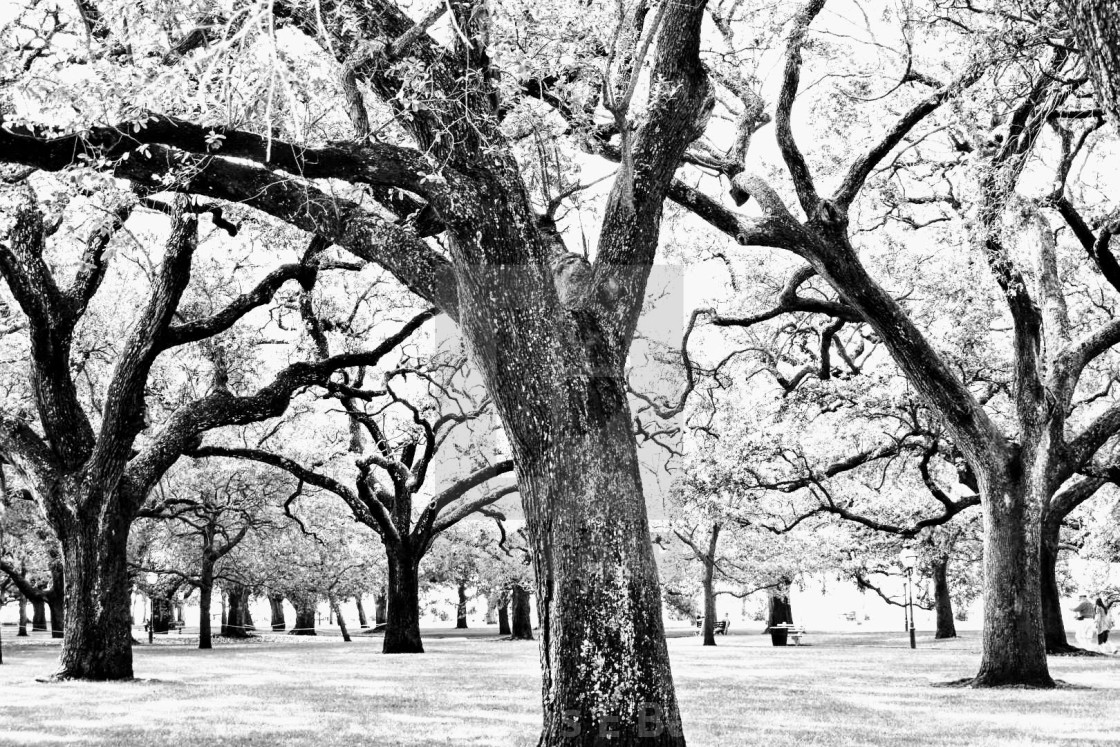 White Point Garden License Download Or Print For 9 92 Photos