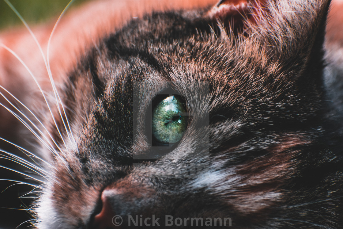 Cat Looking Into The Camera Close Up License Download Or Print