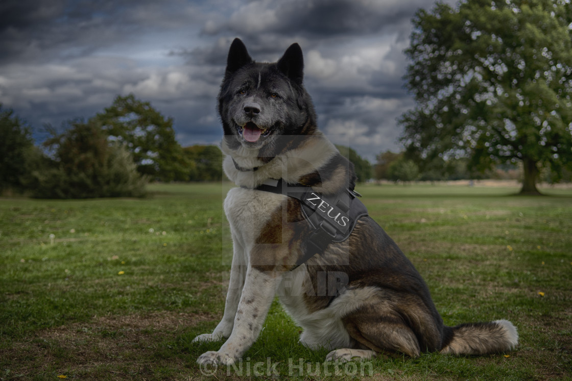 akita harness