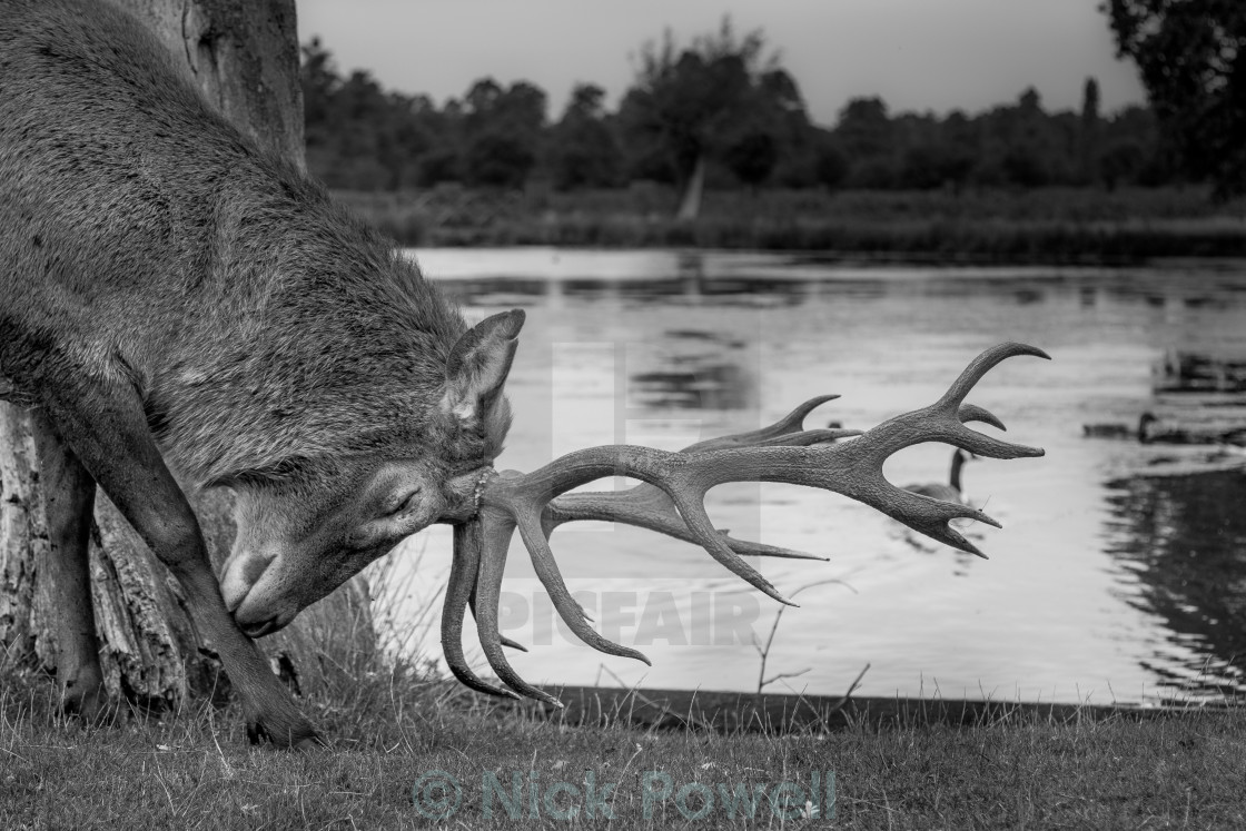 "Majestic Deer" stock image