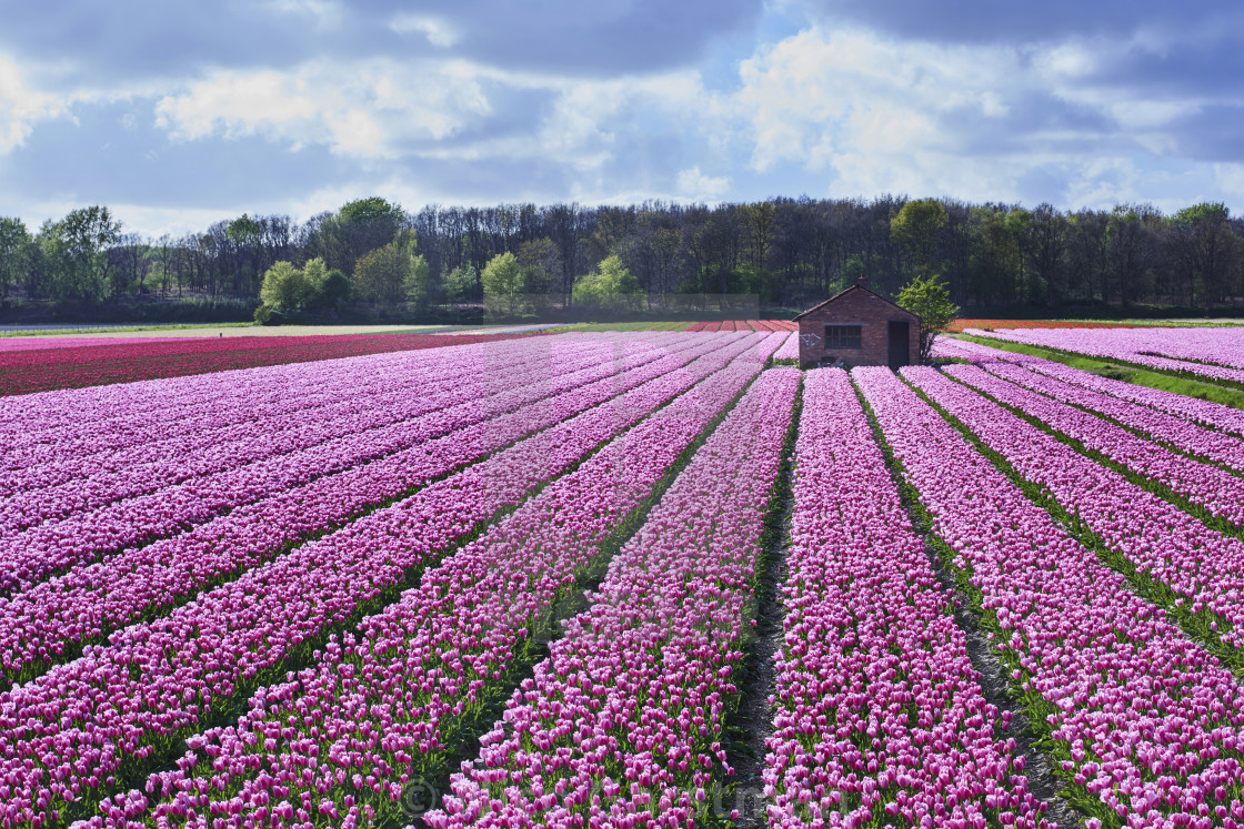 "FLOWERBULBS" stock image