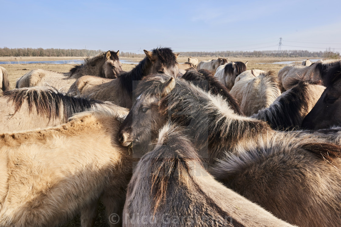 "KONIK HORSE NETHERLANDS" stock image