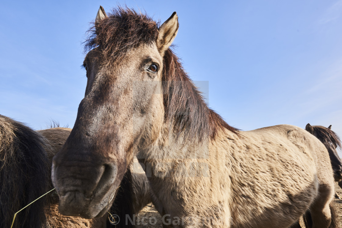 "KONIK HORSE NETHERLANDS" stock image