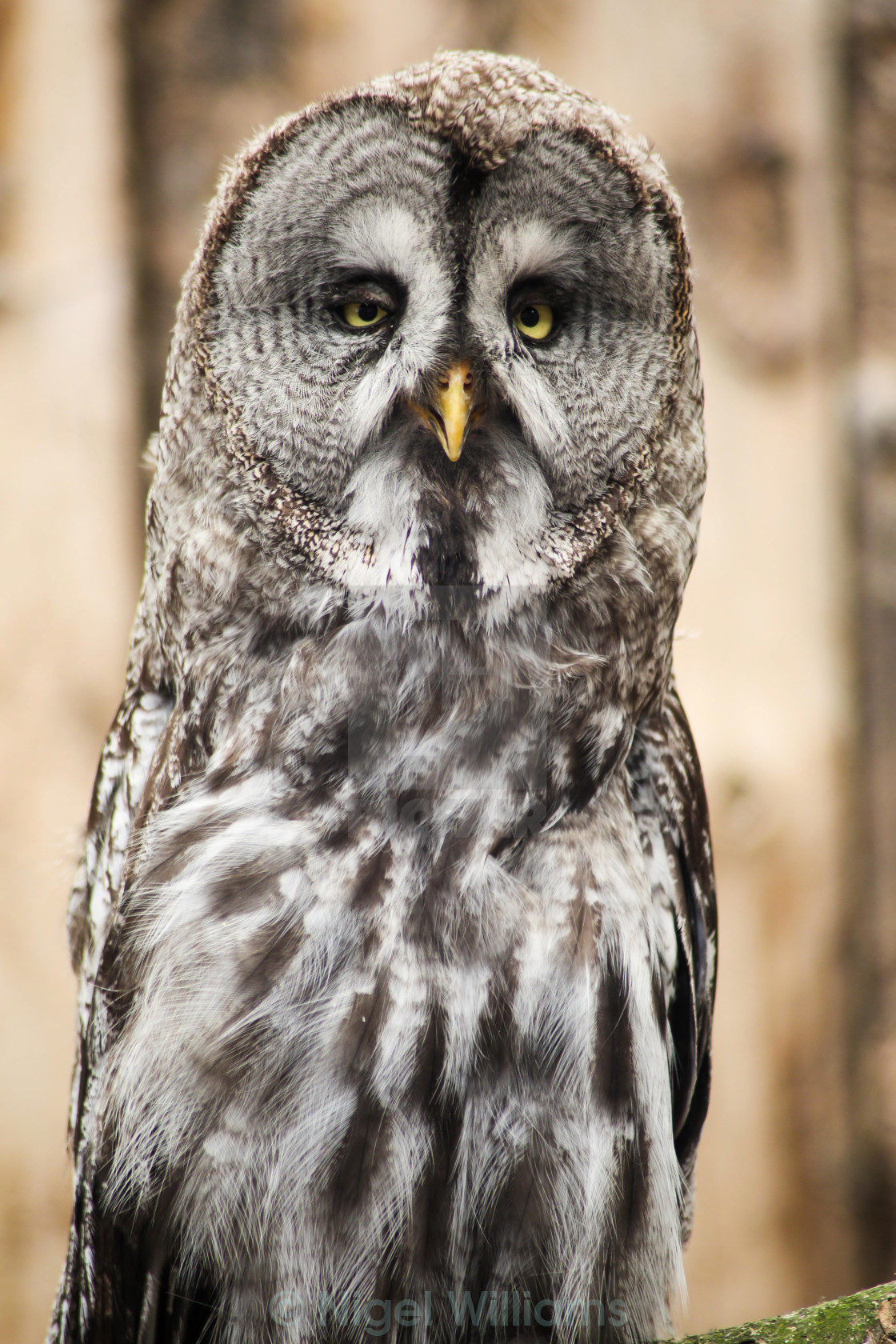 "Great Grey Owl" stock image