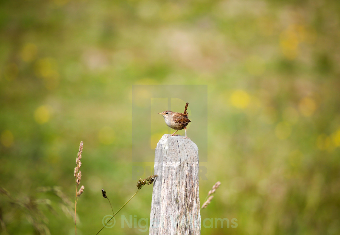 "Wren" stock image