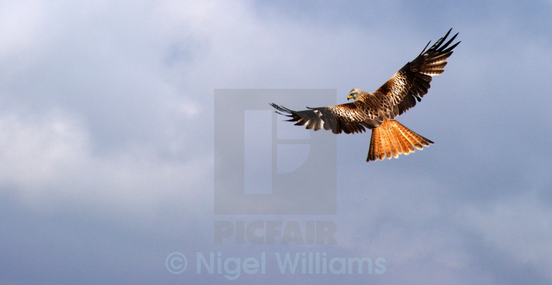 "Red Kite" stock image