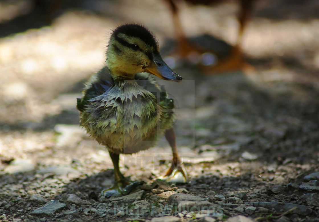 "Duckling and Diving" stock image