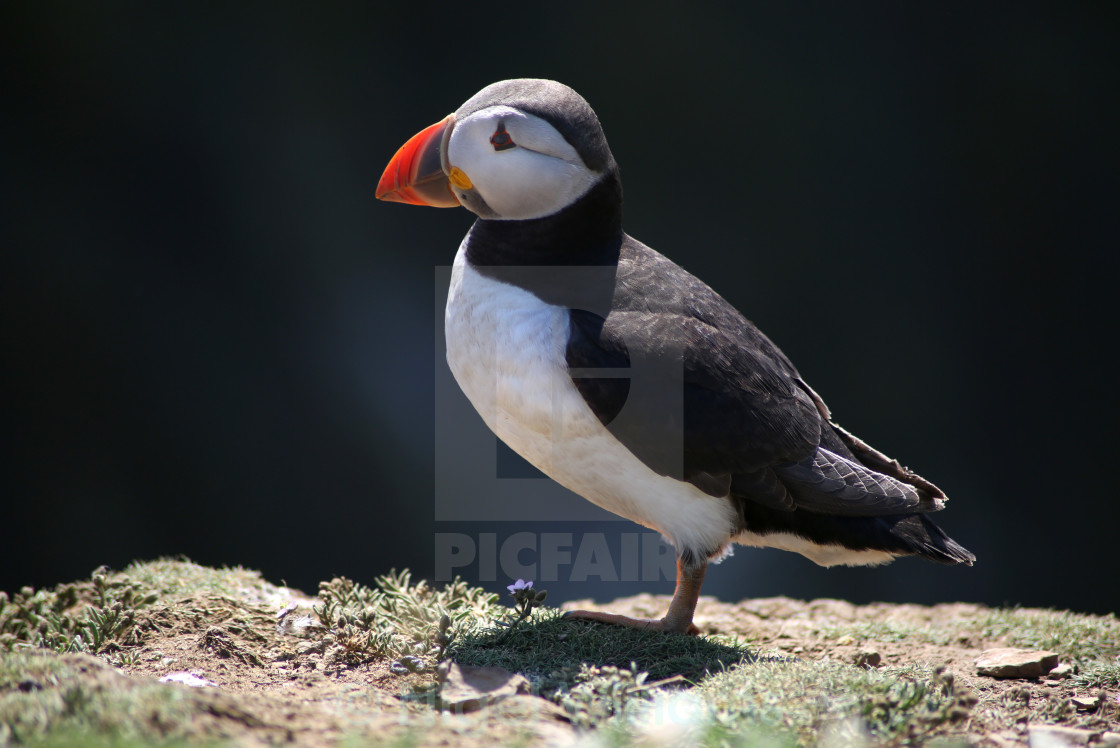 "Puffin" stock image