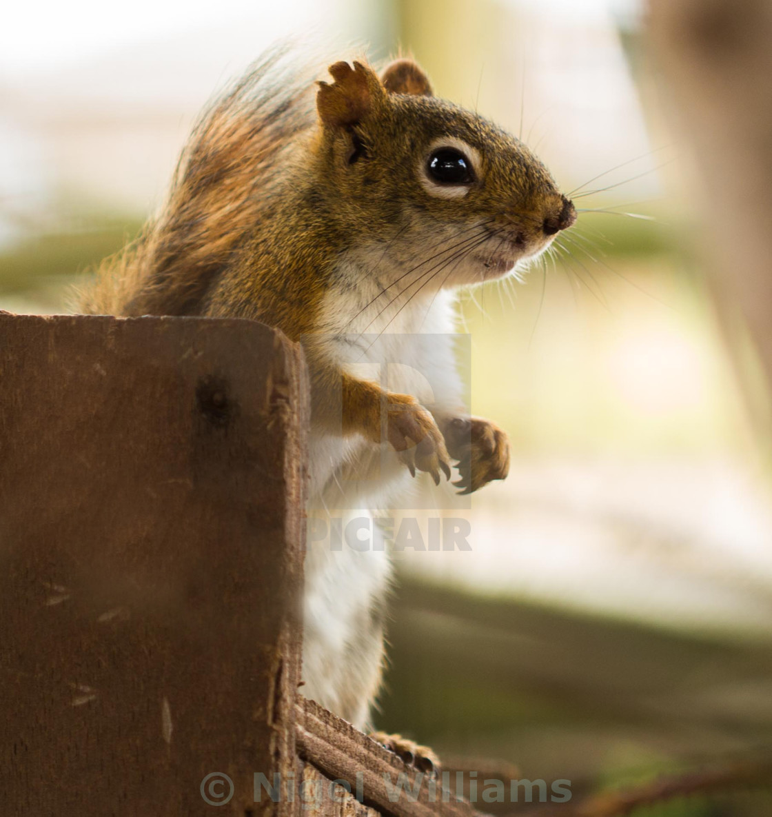 "Red Squirrel" stock image