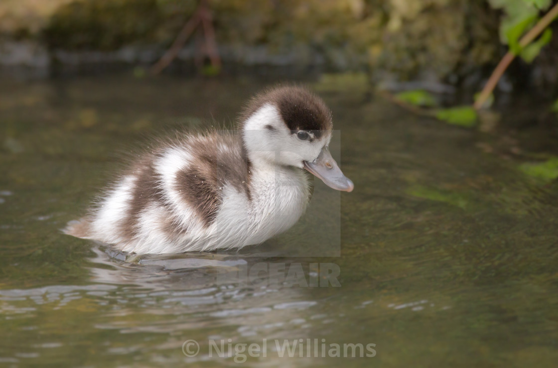 "Looking For Mum" stock image