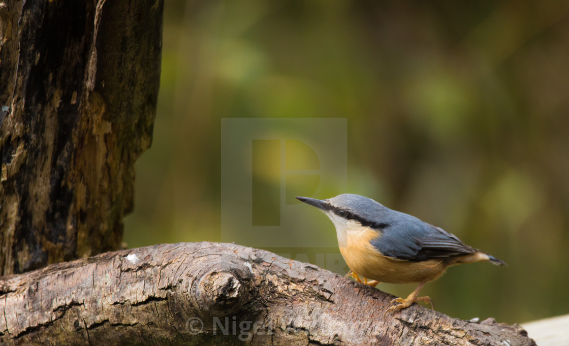 "Nuthatch" stock image