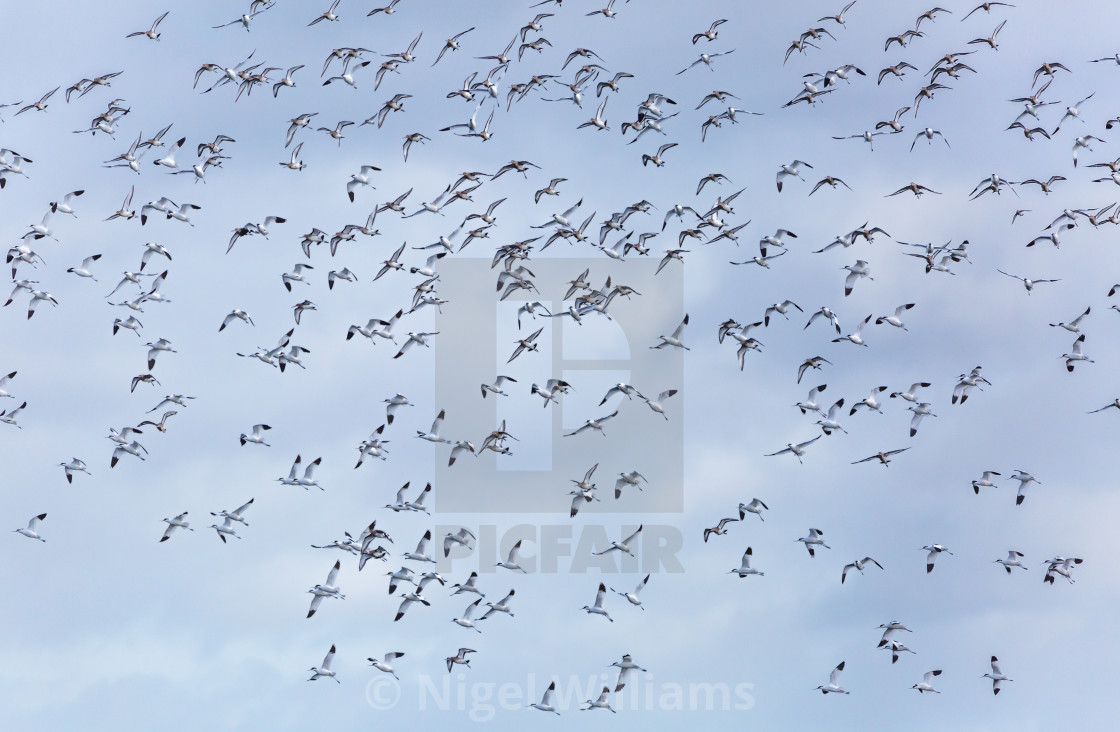 "Avocets in Flight" stock image