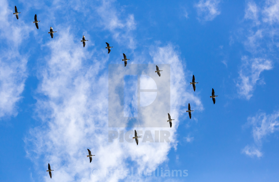 "Geese in Flight" stock image