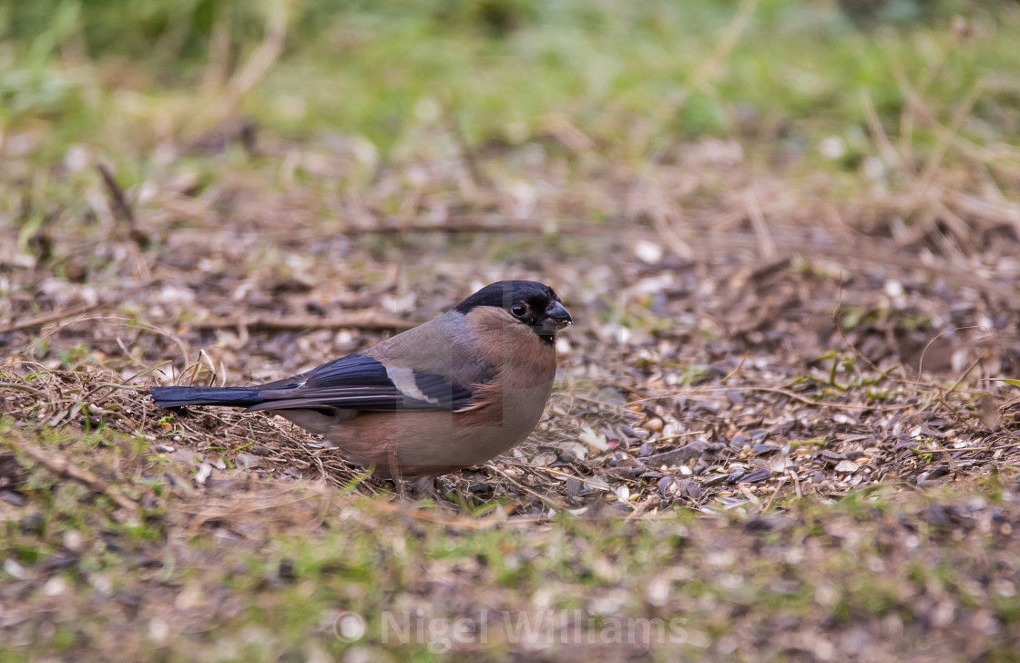 "Female Bullfinch" stock image