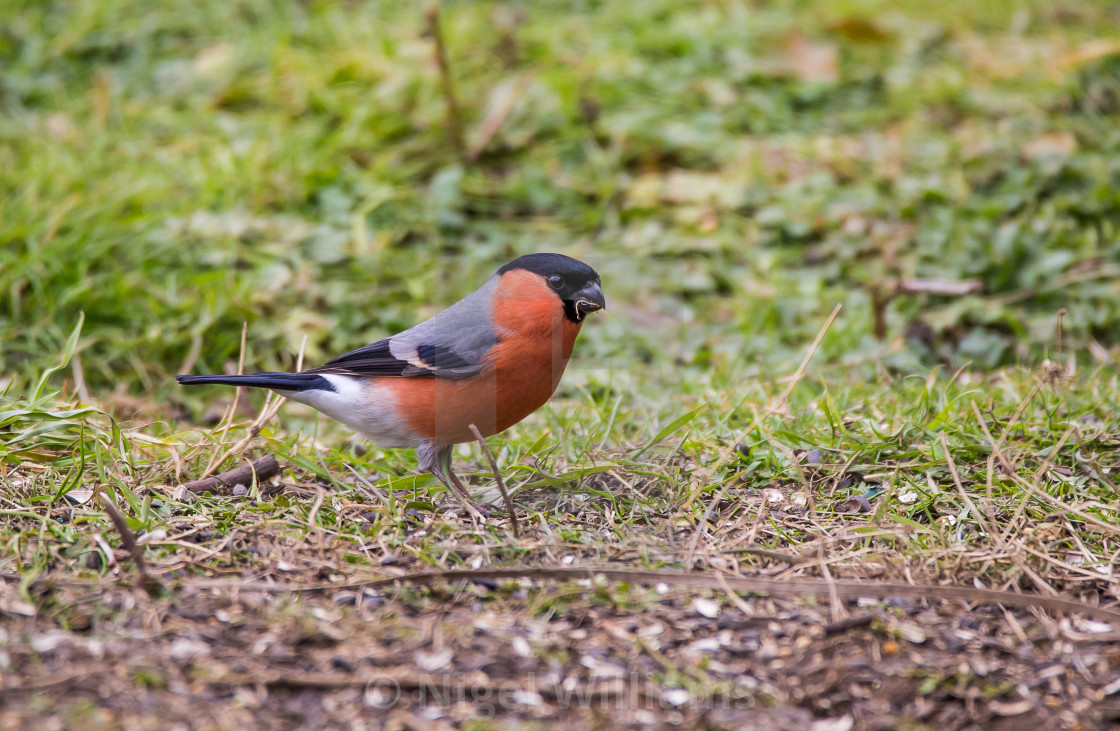 "Male Bullfinch" stock image