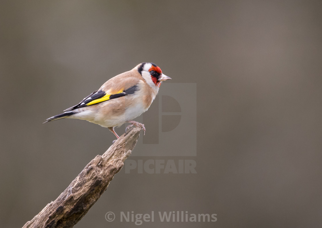 "Goldfinch on a Branch" stock image